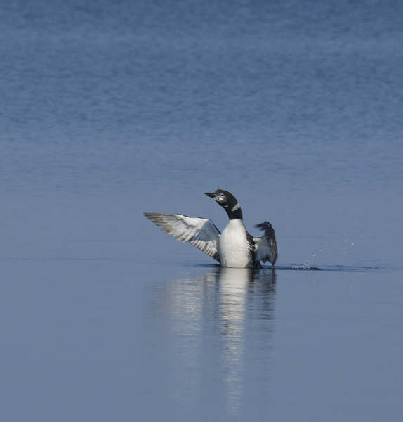 loon5522