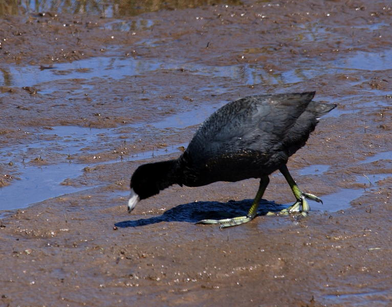 coot7476