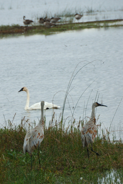 craneswan9192
