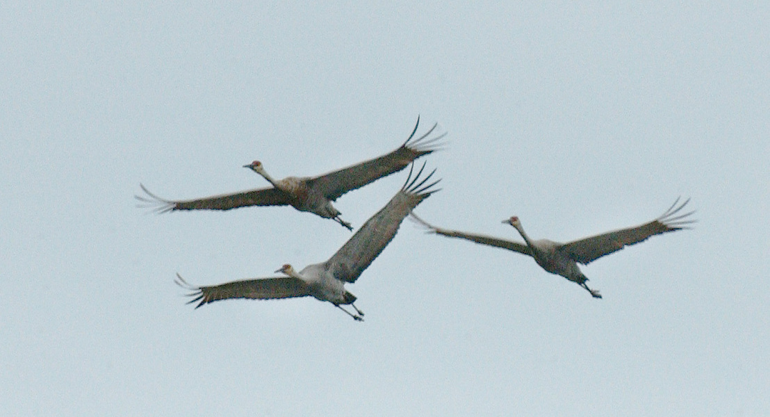 flyingcranes9215