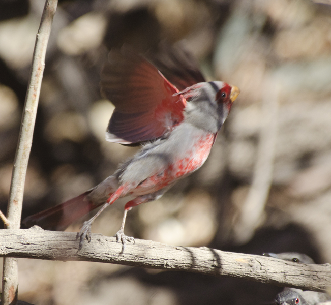Cardinalis1046