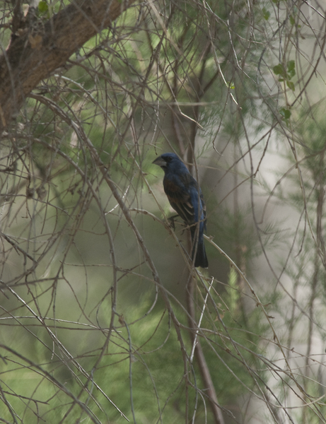 grosbeak0755