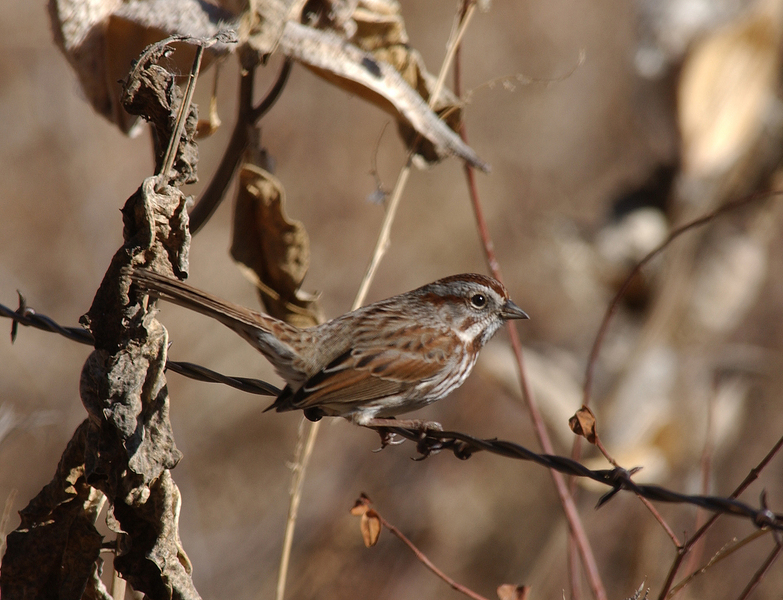 songsparrow6955