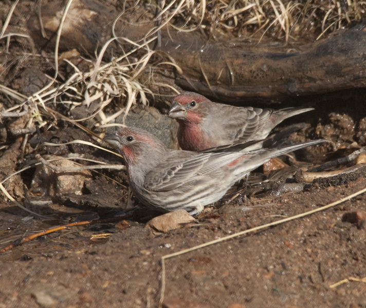 housefinch5827