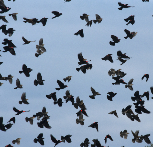 blackbirds4842