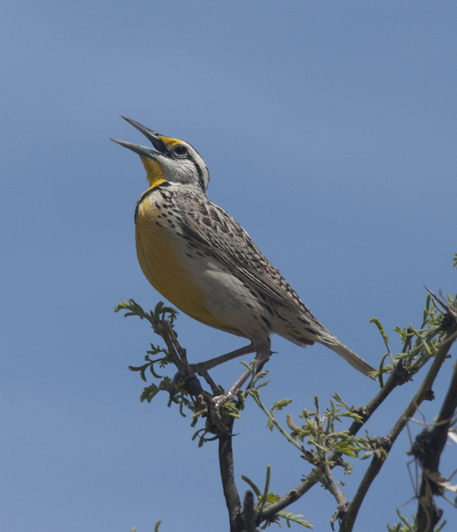 meadowlark0578