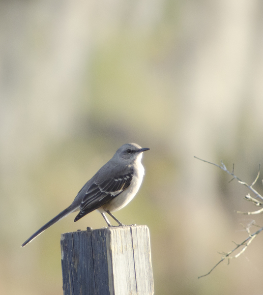 Mimus8412