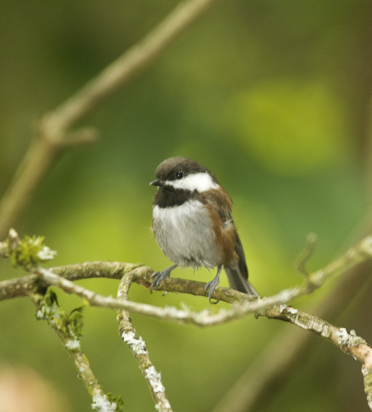 cbchickadee9405