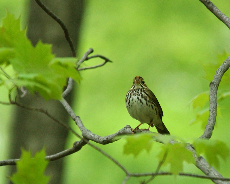 ovenbird4375