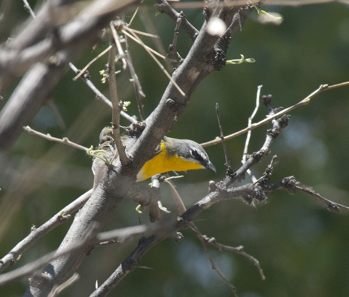 yellowbreastedchat0954