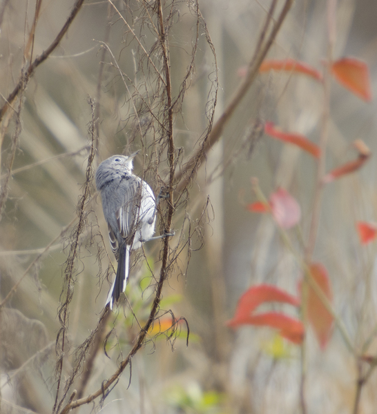 gnatcatcher8573
