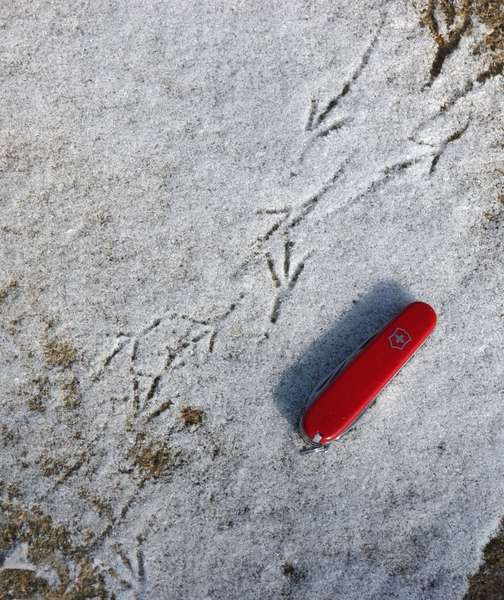 robin_tracks3687