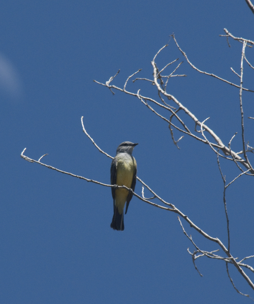 kingbird0711