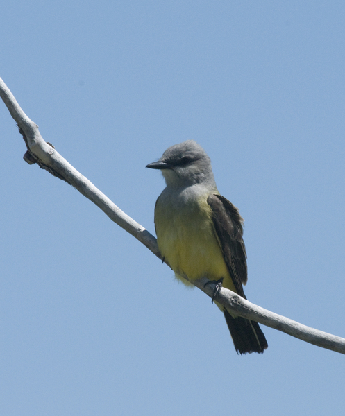 kingbird7891