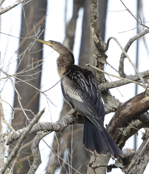 anhinga8583