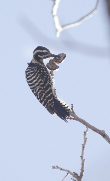 Picoides1056