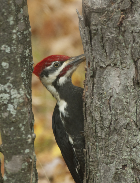 pileated4193