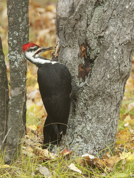 pileated4220