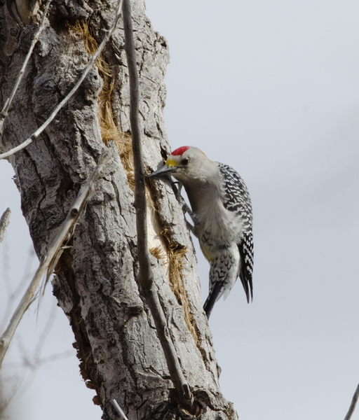 woodpecker1947