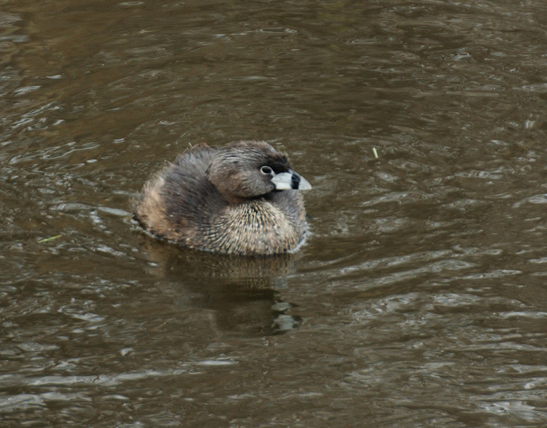 pbgrebe7133