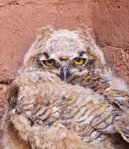Bubo7493