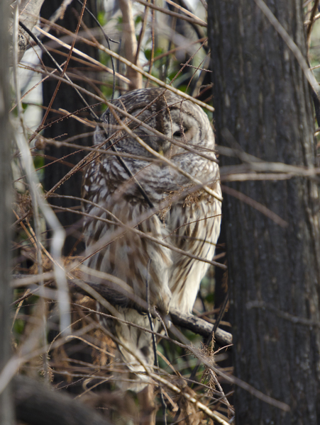 barredowl8591