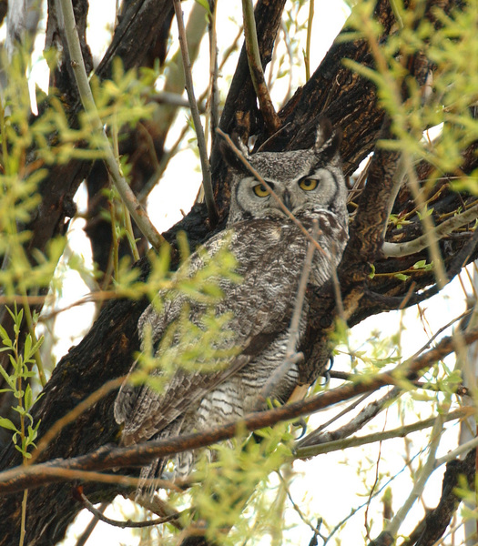 ghowl7081
