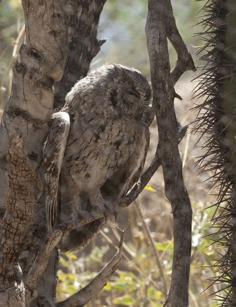 screechowl1538