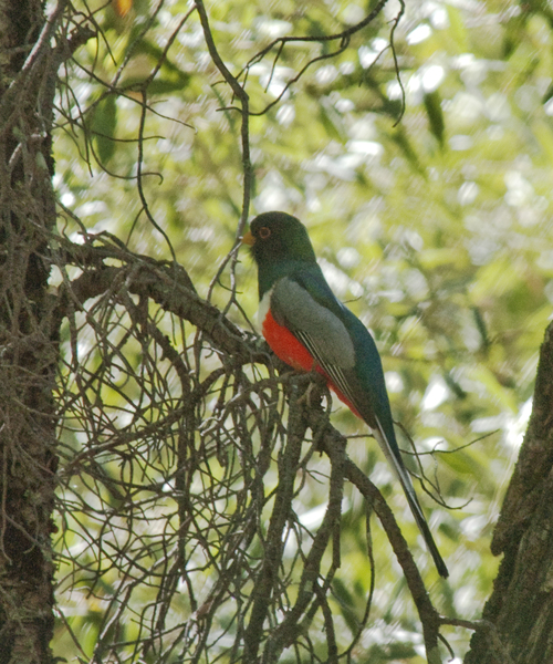trogon1144