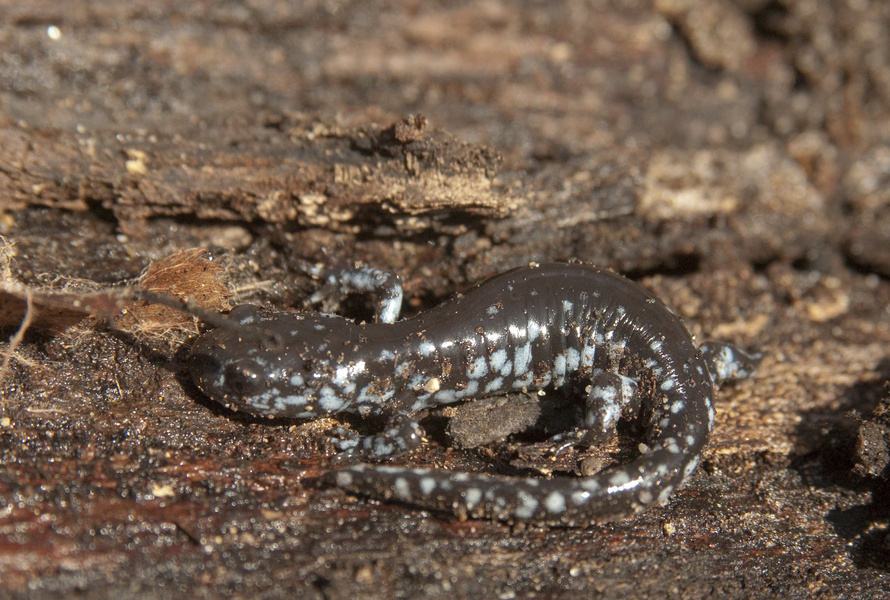 Ambystoma9904