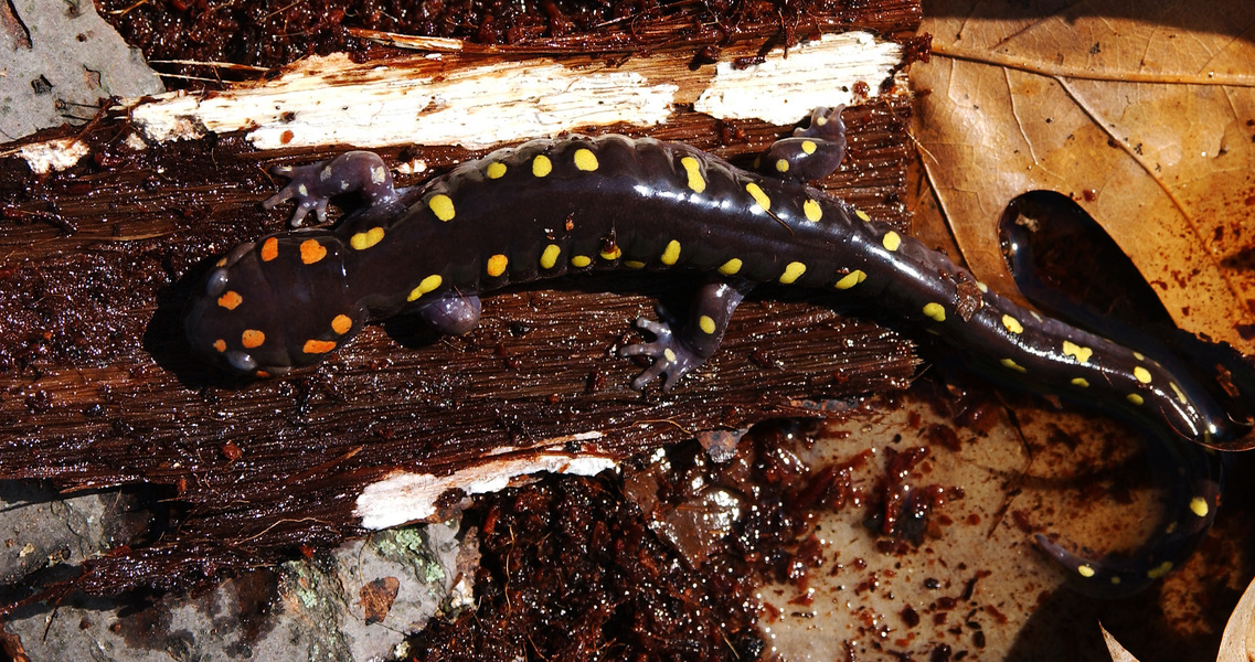 Ambystoma_maculatum6609