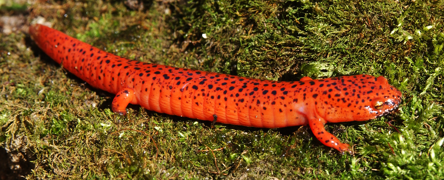 Pseudotriton_ruber6587