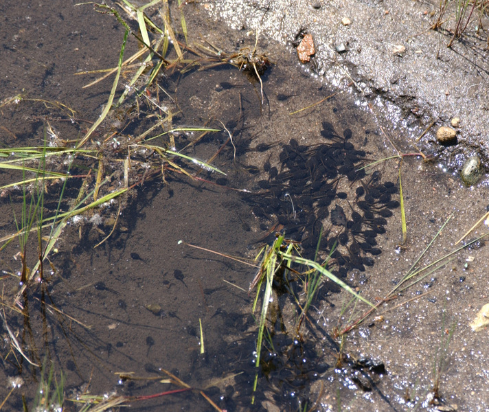 bufo4357
