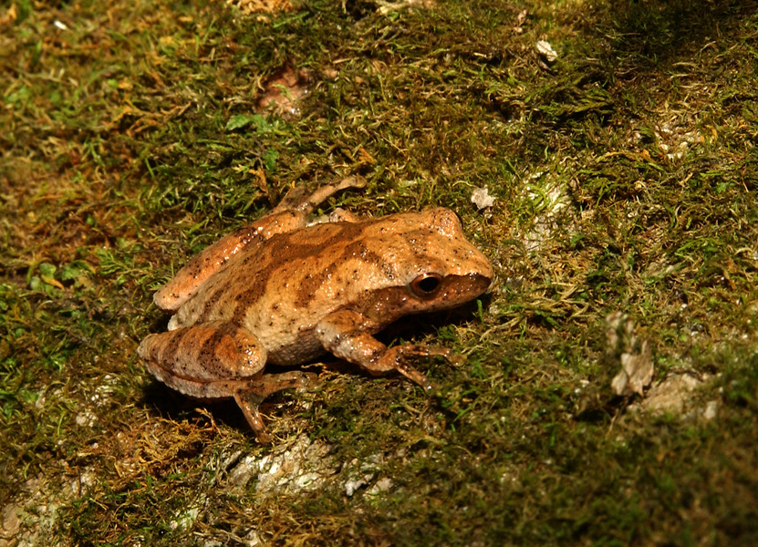 crucifer2