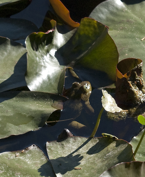 frog0888