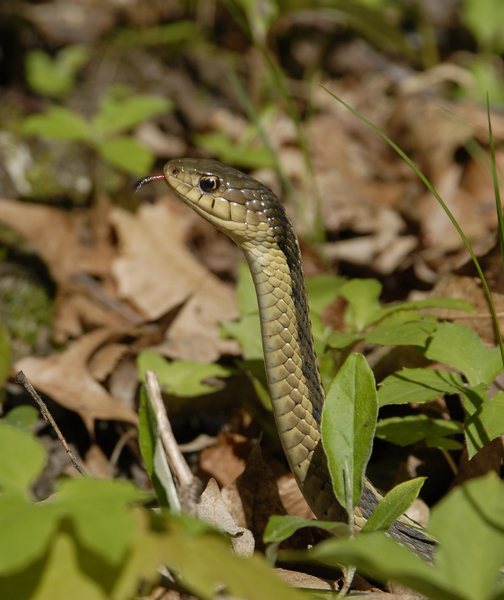 Thamnophis0074
