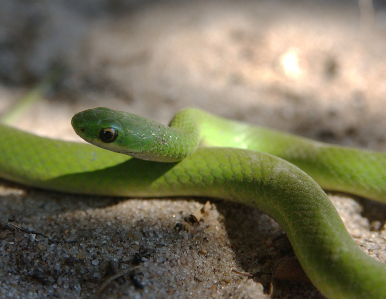 greensnake6348