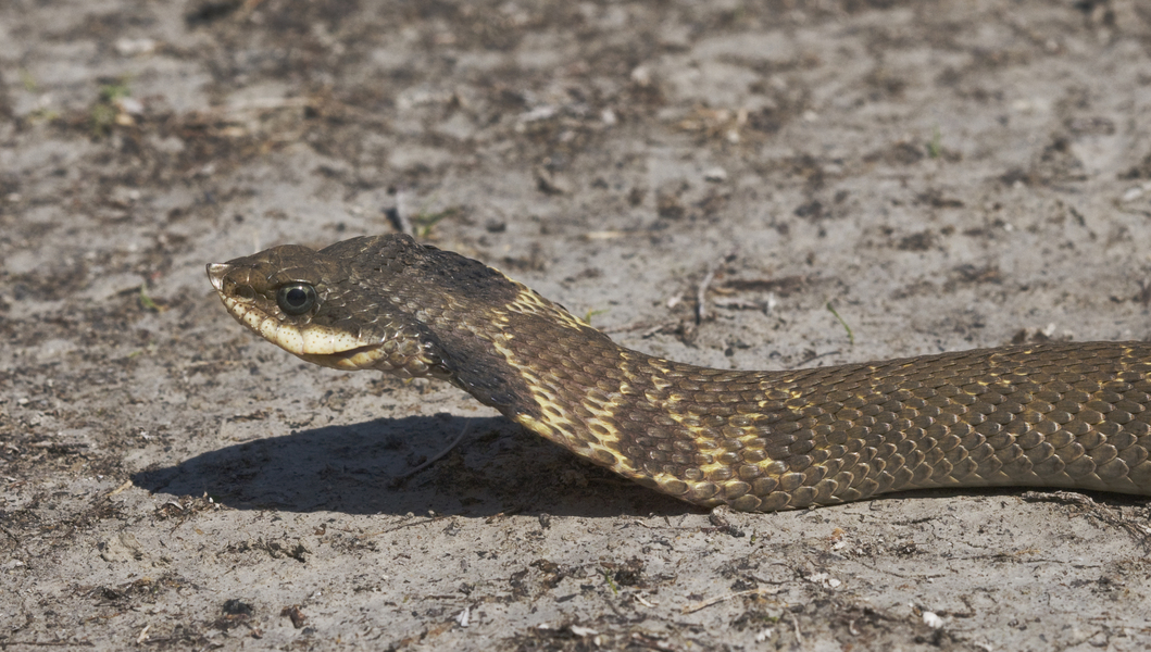 hognose0179