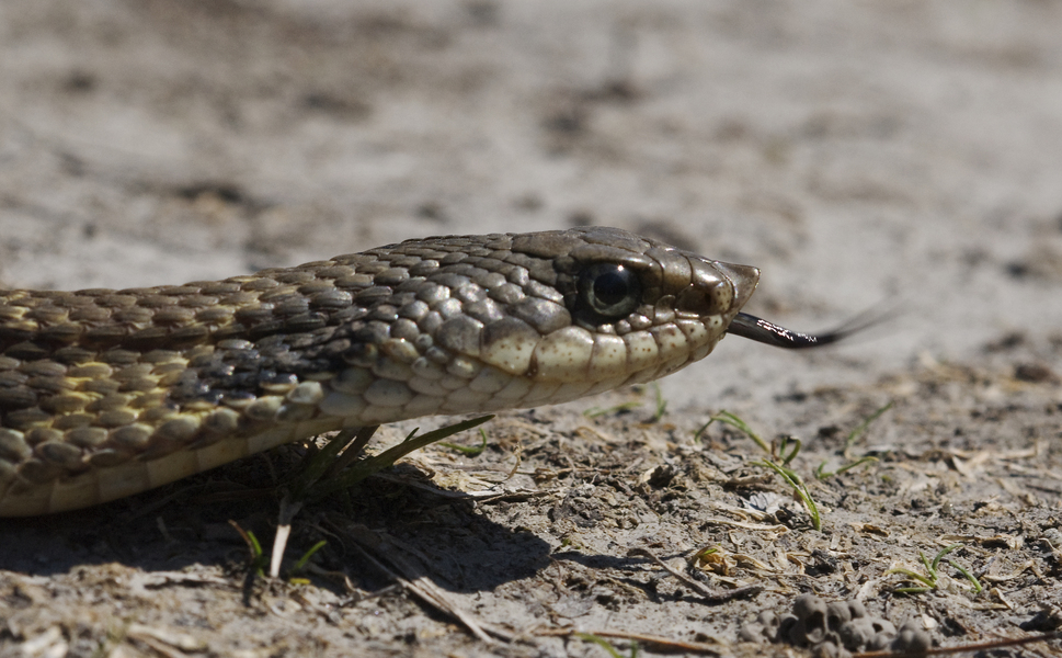 hognose0181
