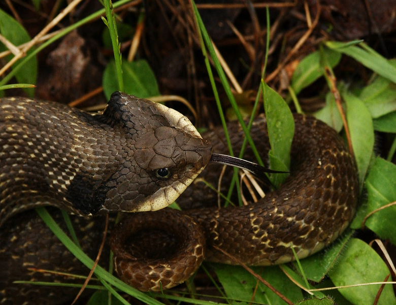 hognosed7653