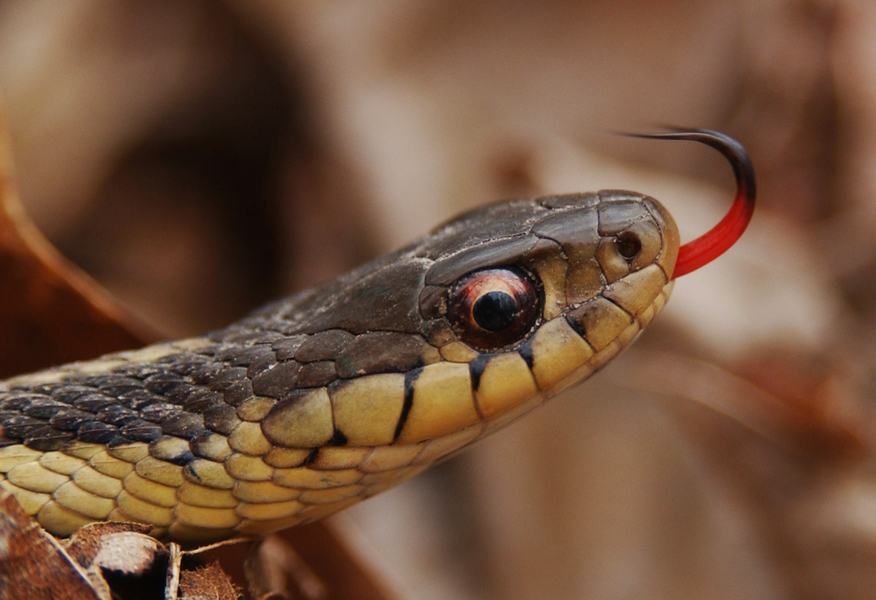 thamnophis7327