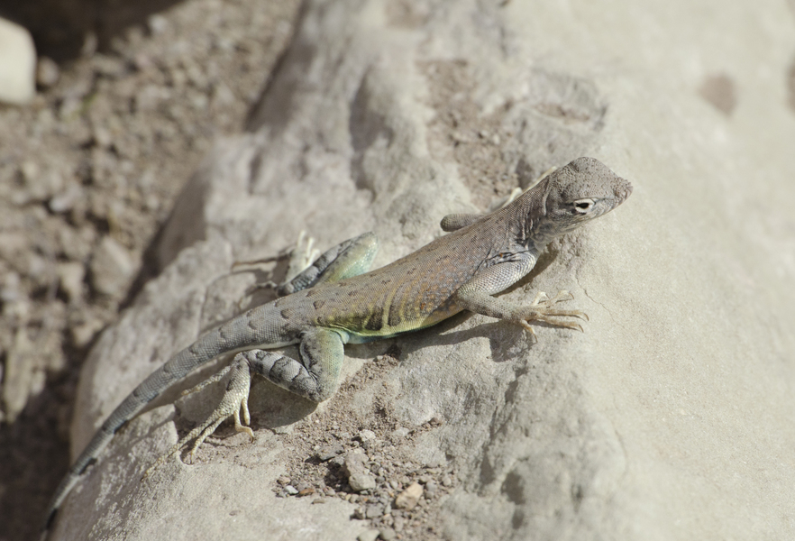 Cophosaurus9261