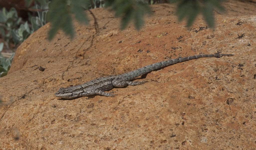 lizard0523