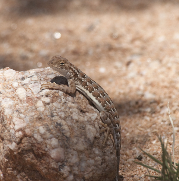 lizard0607