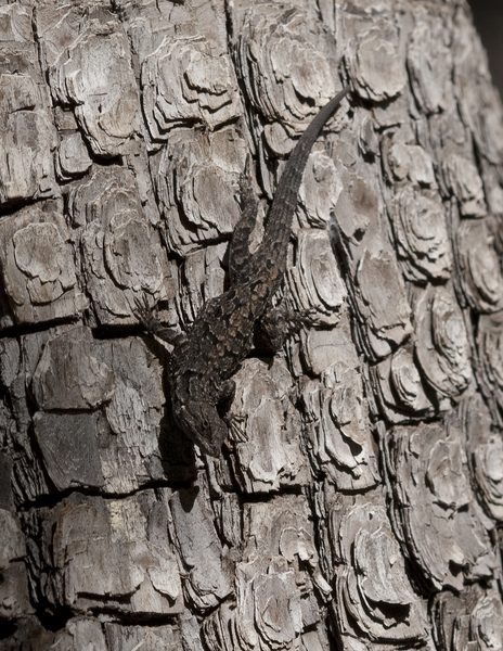 lizard0619