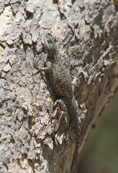 sceloporus1328