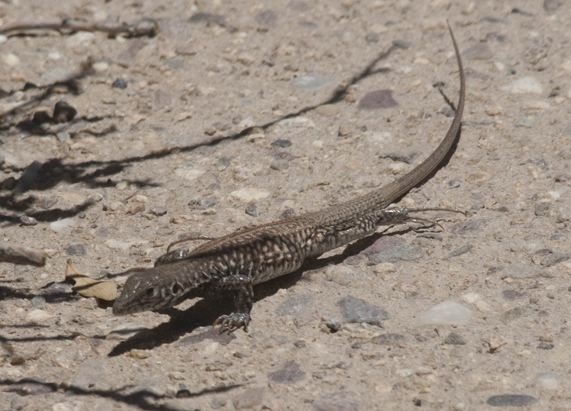 Aspidoscelis1561