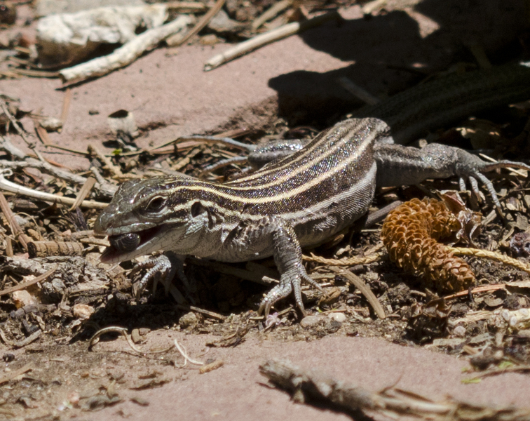 Aspidoscelis2717