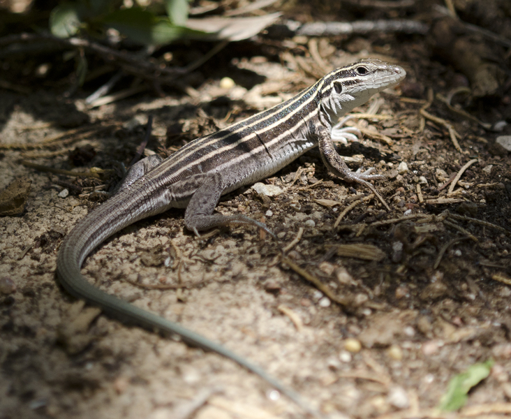 Aspidoscelis2760