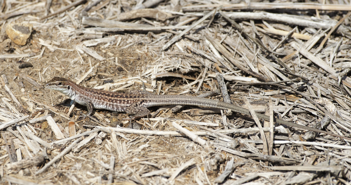 Aspidoscelis7061